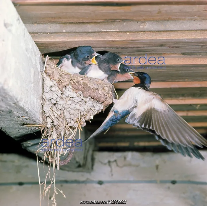 : Common / Barn SWALLOW - nesting in eaves : Common / Barn SWALLOW - nesting in eaves