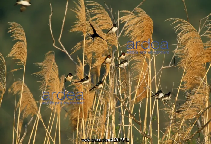 : Common / Barn SWALLOW - on Pampas reeds with breeze : Common / Barn SWALLOW - on Pampas reeds with breeze