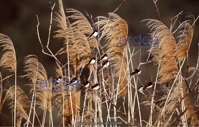 : Common / Barn SWALLOW - on Pampas reeds in breeze : Common / Barn SWALLOW - on Pampas reeds in breeze