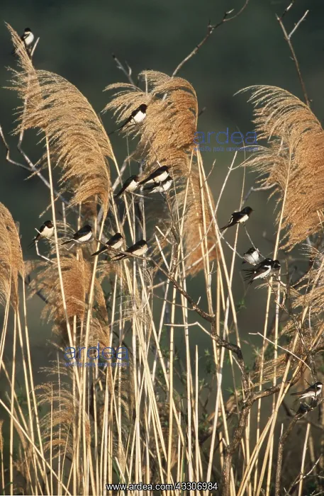 : Common / Barn SWALLOW - on Pampas reeds with wind : Common / Barn SWALLOW - on Pampas reeds with wind