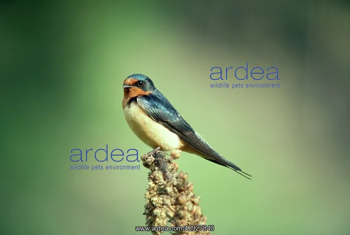 : Common / Barn SWALLOW - on perch : Common / Barn SWALLOW - on perch