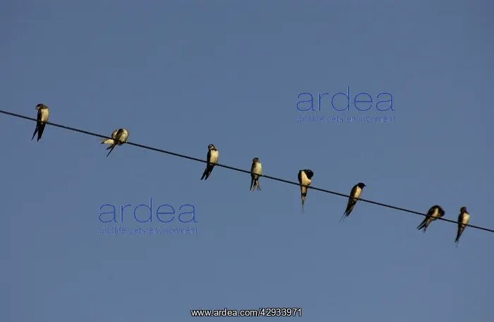 : Common / Barn SWALLOW - Perched on telephone wires : Common / Barn SWALLOW - Perched on telephone wires
