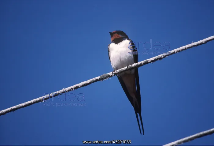 : Common / Barn SWALLOW - on telegraph line : Common / Barn SWALLOW - on telegraph line