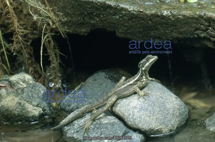 : Common Basilisk : Common Basilisk