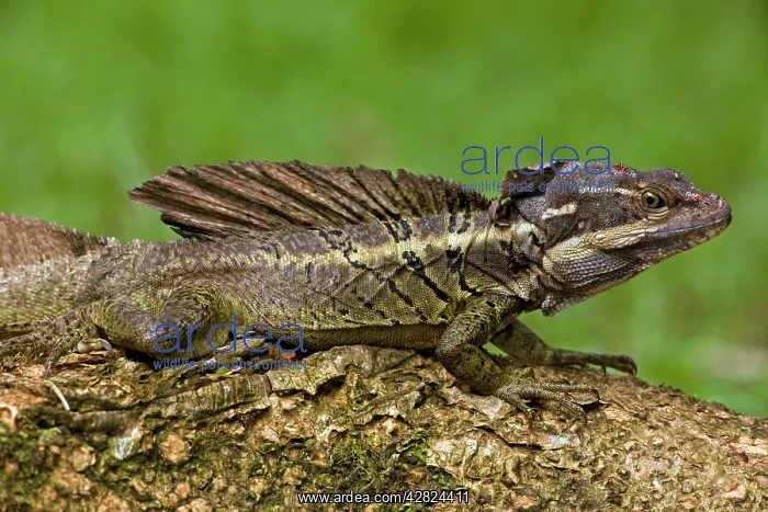 : Common Basilisk - capable of running across water : Common Basilisk - capable of running across water
