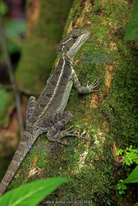 : Common Basilisk - capable of running across water : Common Basilisk - capable of running across water