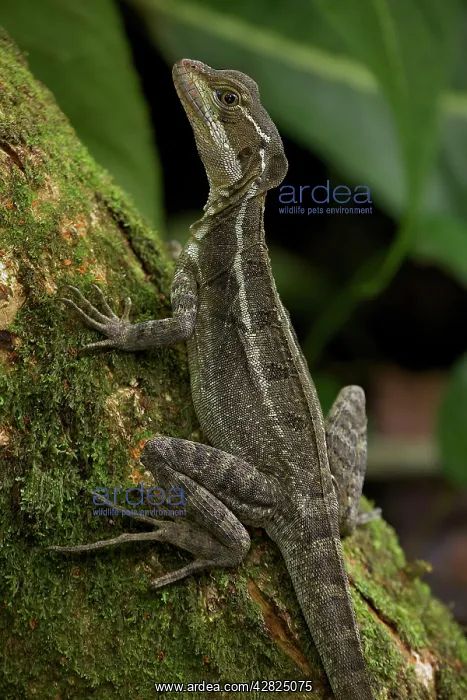  : Common Basilisk - capable of running across water