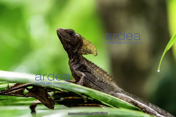  : Common Basilisk on tree