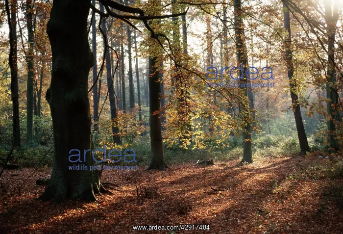  : Common Beech