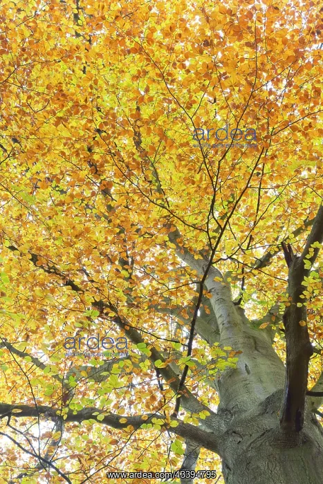 : Common Beech : Common Beech