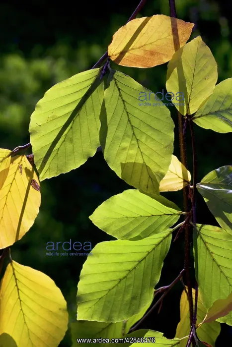 : Common Beech - autumn leaves : Common Beech - autumn leaves