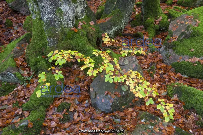 : Common beech - beech forest in autumn at Soederasen : Common beech - beech forest in autumn at Soederasen