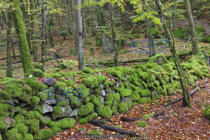 : Common beech - beech forest in autumn at Soederasen : Common beech - beech forest in autumn at Soederasen