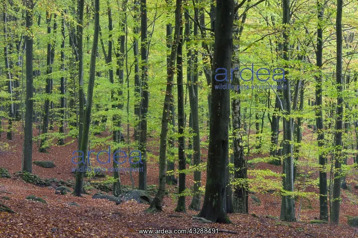 : Common beech - beech forest in autumn at Soederasen : Common beech - beech forest in autumn at Soederasen
