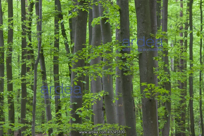 : Common Beech - beech forest in spring - Germany : Common Beech - beech forest in spring - Germany