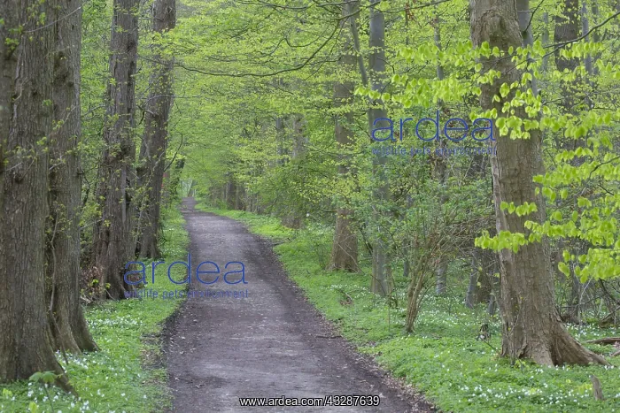 : Common Beech - Beech forest in spring - Germany : Common Beech - Beech forest in spring - Germany