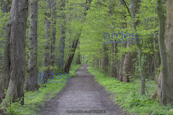 : Common Beech - Beech forest in spring - Germany : Common Beech - Beech forest in spring - Germany