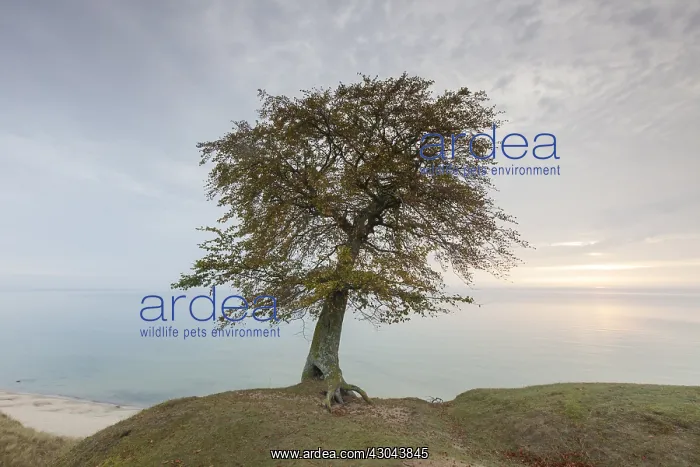 : Common Beech, European Beech - lonely tree at : Common Beech, European Beech - lonely tree at