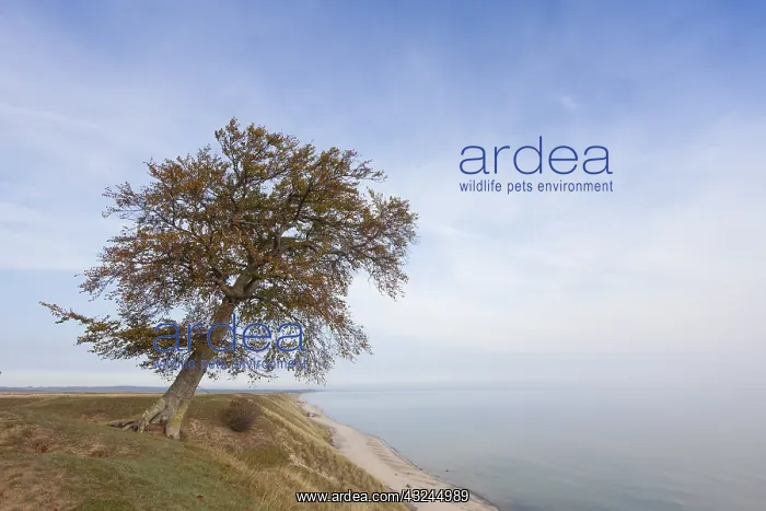 : Common Beech, European Beech - lonely tree at : Common Beech, European Beech - lonely tree at