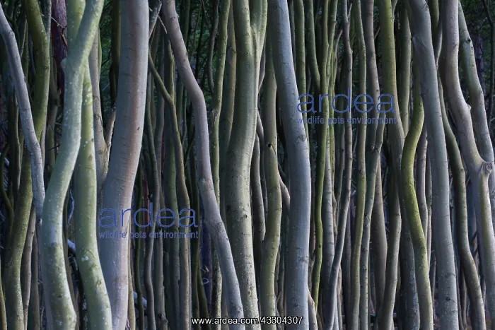 : Common Beech, European Beech - Trees at west coast : Common Beech, European Beech - Trees at west coast