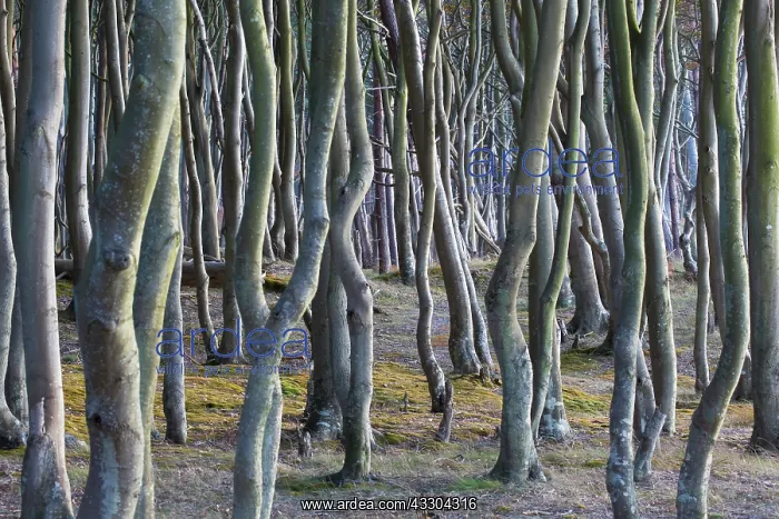 : Common Beech, European Beech - Trees at west coast : Common Beech, European Beech - Trees at west coast