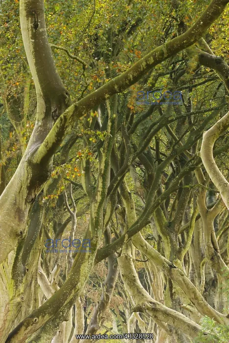 : Common beech, (Fagus sylvatica), dark hedges, Northern : Common beech, (Fagus sylvatica), dark hedges, Northern
