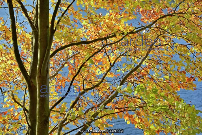 : Common beech (Fagus sylvatica) with autumn leaves : Common beech (Fagus sylvatica) with autumn leaves