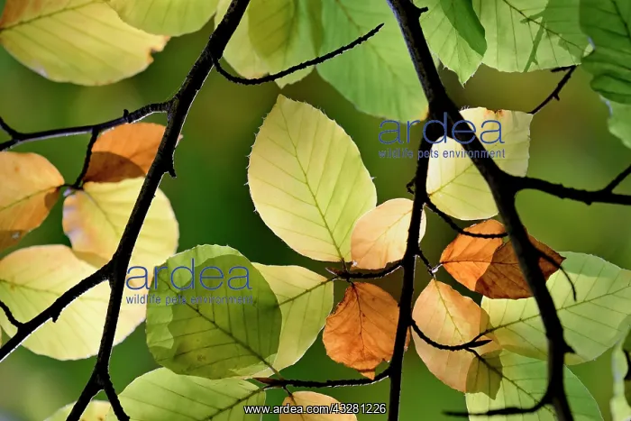: Common beech (Fagus sylvatica), branches with autumn : Common beech (Fagus sylvatica), branches with autumn