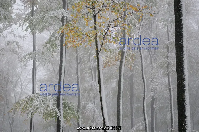 : Common beech (Fagus sylvatica) in the first autumn : Common beech (Fagus sylvatica) in the first autumn