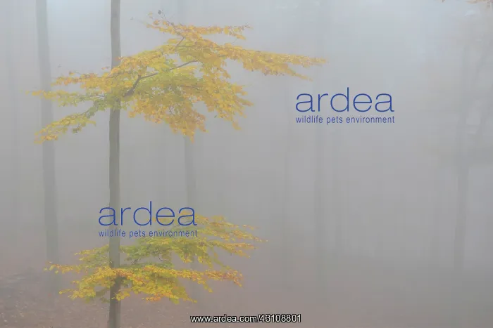 : Common beech (Fagus sylvatica) foliage in autumn : Common beech (Fagus sylvatica) foliage in autumn