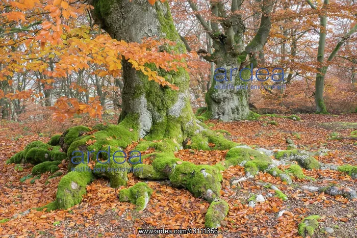 : Common beech (Fagus sylvatica), Hute beech in autumn : Common beech (Fagus sylvatica), Hute beech in autumn