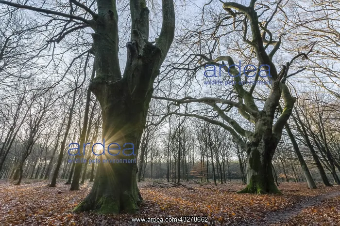 : Common Beech (Fagus sylvatica) trees in a natio : Common Beech (Fagus sylvatica) trees in a natio