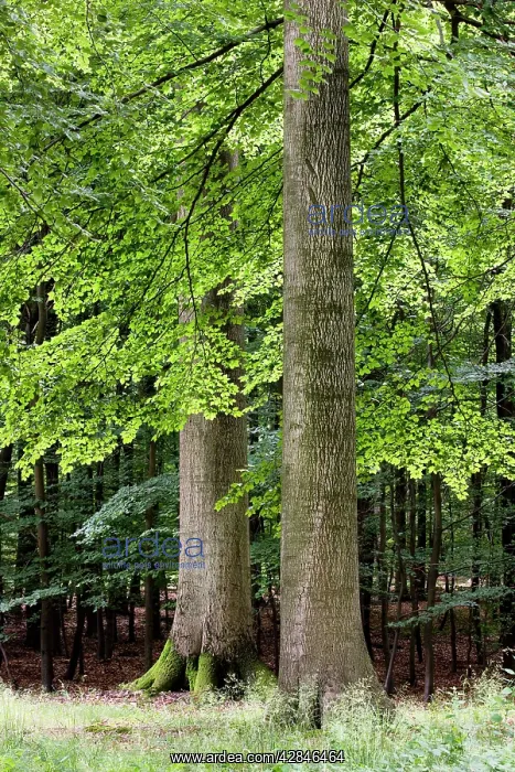 : Common Beech forest : Common Beech forest