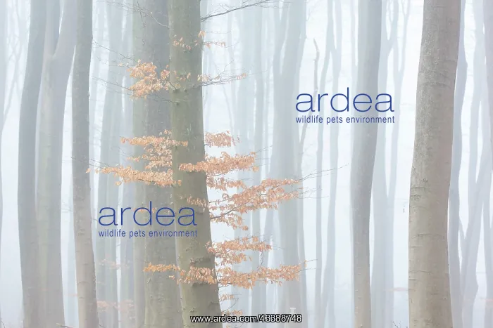 : Common Beech forest : Common Beech forest