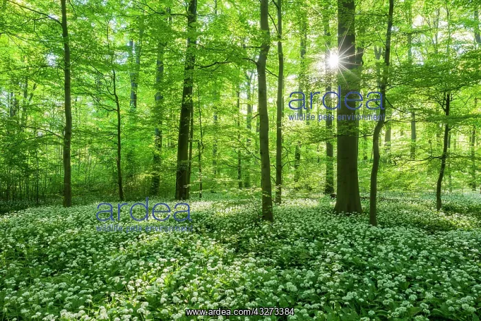 : Common Beech forest (Fagus sylvatica) with flowering : Common Beech forest (Fagus sylvatica) with flowering