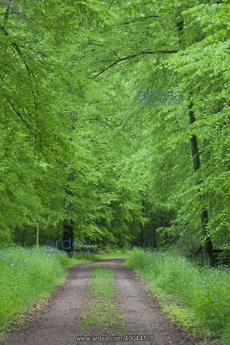 : Common Beech - forest road in beech forest in : Common Beech - forest road in beech forest in