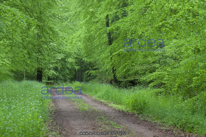  : Common Beech - forest road in beech forest in
