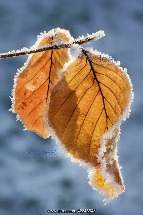 : Common Beech - leaf covered in frost : Common Beech - leaf covered in frost