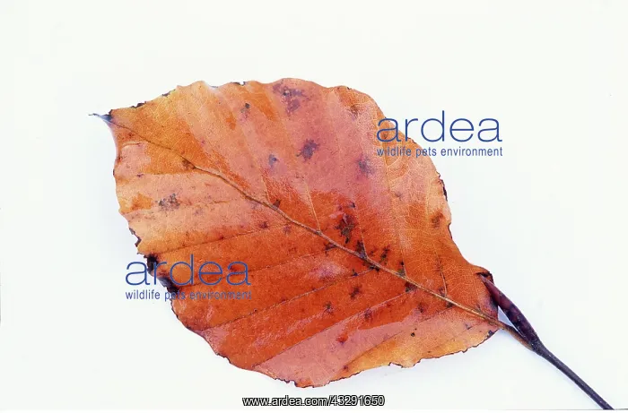 : COMMON BEECH LEAF - Showing necrotic spots meaning : COMMON BEECH LEAF - Showing necrotic spots meaning