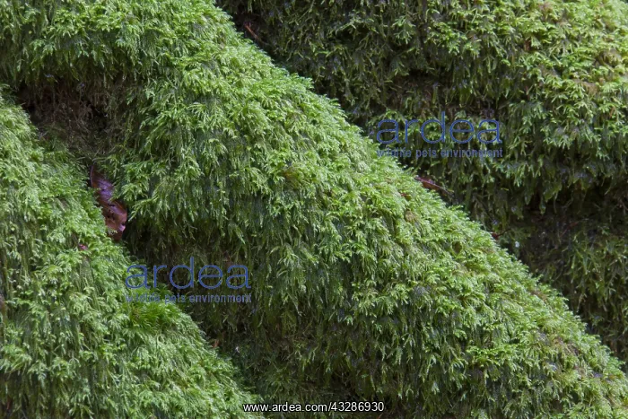 : Common beech - moss covered roots in a beech forest : Common beech - moss covered roots in a beech forest
