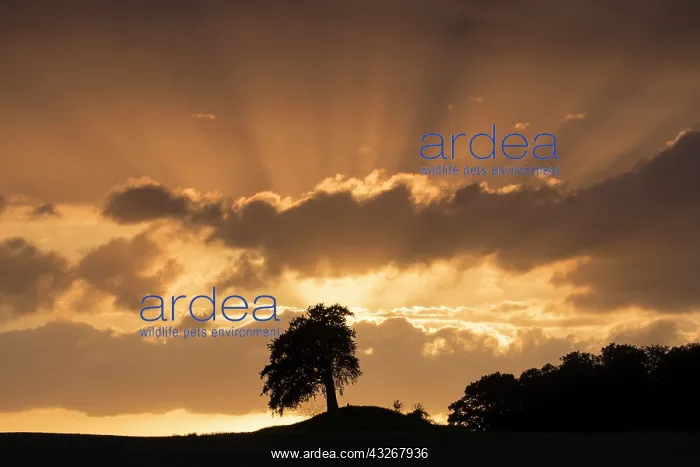 : Common Beech - trees at sunset - Germany : Common Beech - trees at sunset - Germany