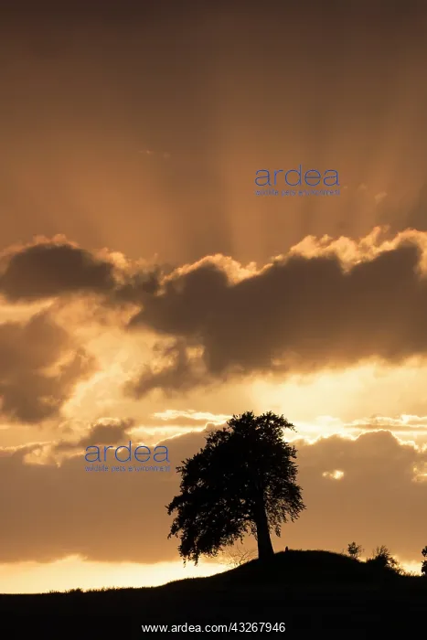 : Common Beech - trees at sunset - Germany : Common Beech - trees at sunset - Germany