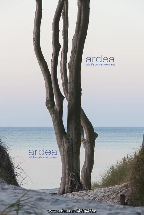 : Common beech - trees at the Weststrand beach : Common beech - trees at the Weststrand beach