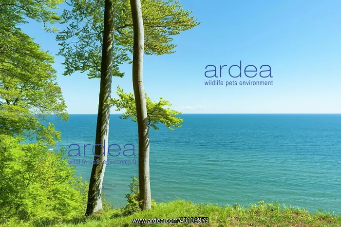 : Common beeches (Fagus sylvatica) and Baltic Sea : Common beeches (Fagus sylvatica) and Baltic Sea