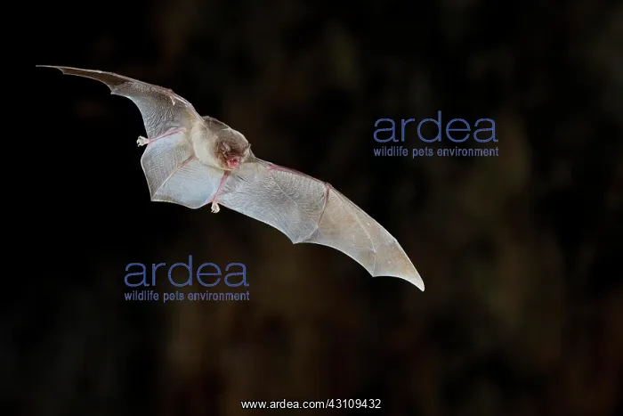 : Common bent-wing bat (Miniopterus schreibersii) : Common bent-wing bat (Miniopterus schreibersii)