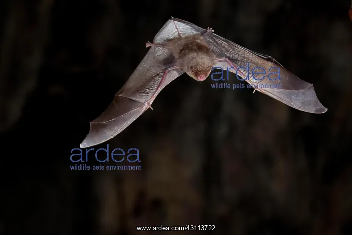  : Common bent-wing bat (Miniopterus schreibersii)