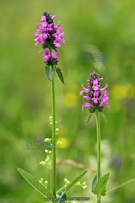 : Common Betony - in flower : Common Betony - in flower