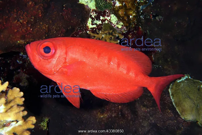 : Common bigeye (Priacanthus hamrur), Big Brother : Common bigeye (Priacanthus hamrur), Big Brother