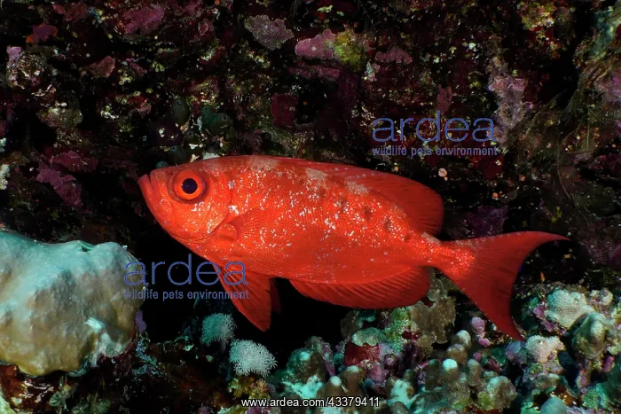 : Common bigeye (Priacanthus hamrur), Daedalus Reef : Common bigeye (Priacanthus hamrur), Daedalus Reef