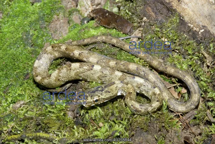 : Common Bird Snake (Pseustes poecilionotus) : Common Bird Snake (Pseustes poecilionotus)